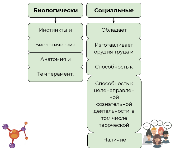 Человек - биосоциальное существо, обладающее даром мышления и речи, способностью создавать орудия труда и пользоваться...